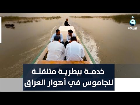 شاهد بالفيديو.. تحفيزا للمربين ... قارب يقدم خدمة بيطرية متنقلة للجاموس في أهوار العراق