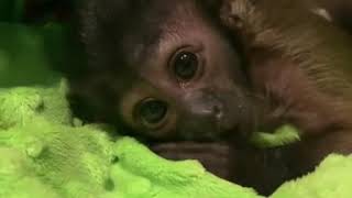Capuchins Monkey Animals Videos