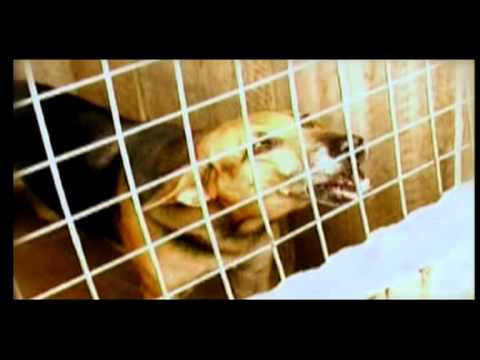 Okyeame Kwame - Kokooko.