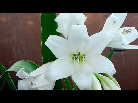 Real fact about crinum lily  @sweetlittlegarden4782