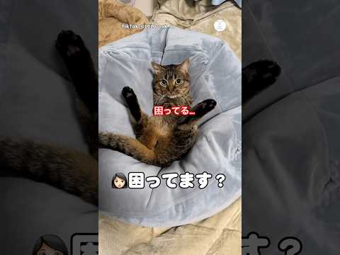 鳴き声が可愛すぎる‼️困ってる時だけ鳴く猫　　#猫　#ねこ　#かわいい猫 #かわいい #猫のいる暮らし