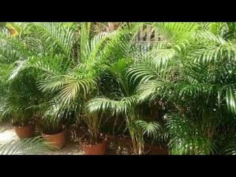 How to Grow Areca Palm