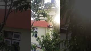 Crow baby in nest. Mother crow defending the baby from human interference . #Mothers Love