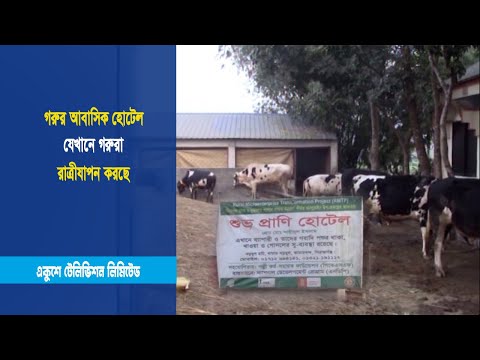 গরুর আবাসিক হোটেল, যেখানে গরুরা রাত্রীযাপন করছে | ETV News