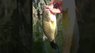 Download lagu Bonito bas del guadiana😍🎣🎣 mp3 Download lagu Bonito bas del guadiana😍🎣🎣 mp3