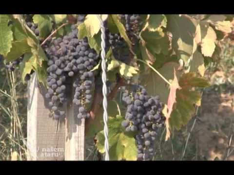 Proizvodnja vina i rakija Stari Hrast   U nasem ataru 504