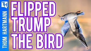 How Flipping Off Trump Got Juli Briskman Elected (w/ Juli Briskman)