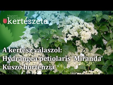 download lagu mp3 mp4 Hydrangea Miranda, download lagu Hydrangea Miranda gratis, unduh video klip Hydrangea Miranda