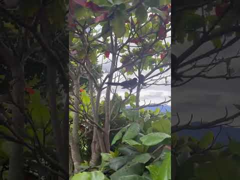 Pájaro guacharaca grabado en Aratoca, Santander por Edwin Ayala #fauna #colombia