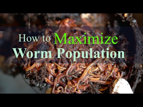 How to Maximize Worm Population Growth