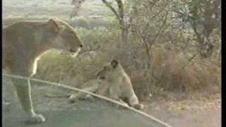 preview picture of video 'LEEUWEN KRUGERPARK ZUID-AFRICA Lion vs. Giraffe'