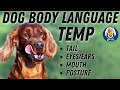 T E M P Tail Eyes Ears Mouth Posture 4