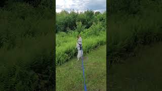 Video preview image #1 Mutt Puppy For Sale in Garden City, NY, USA