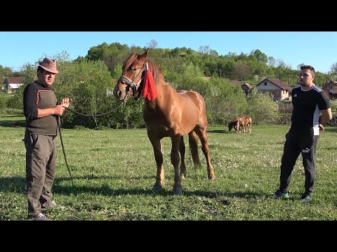Caii lui Pelu si Marius de la Bontida, Cluj - 2021 Nou!!!