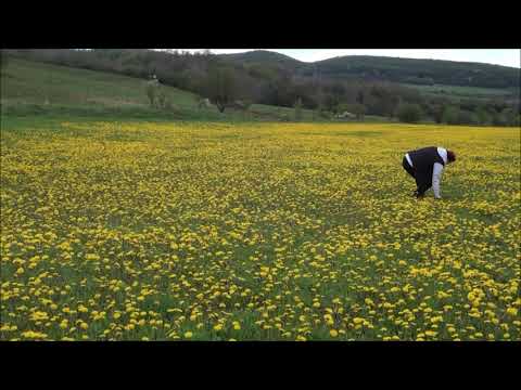 #Covor de păpădii - Chiheru de Jos, Mureș