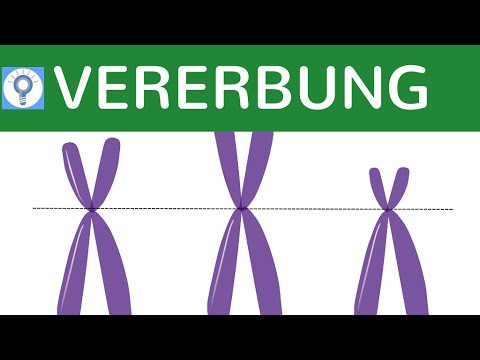 Anatomie. wo die Prostata Medikamente zur Behandlung von Prostatakrebs