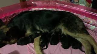 Video preview image #1 German Shepherd Dog Puppy For Sale in VOLUNTOWN, CT, USA