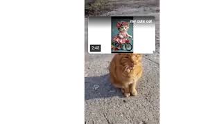 animales Intenta no reírte Videos divertidos de gatos gatos lindos