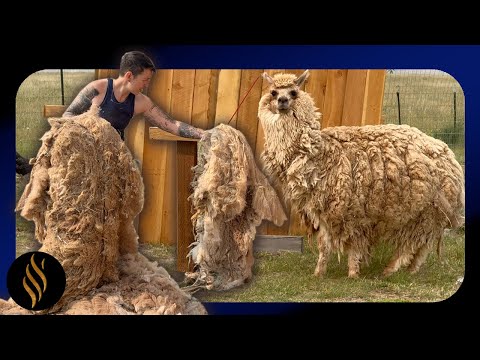 Massive Mats Removed From Scooby The Alpaca