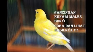 Download lagu Pancingan Kenari Macet Bunyi Biar Gacor mp3