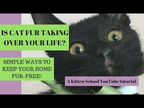 How to Keep the CAT FUR under control - Easy Tips!