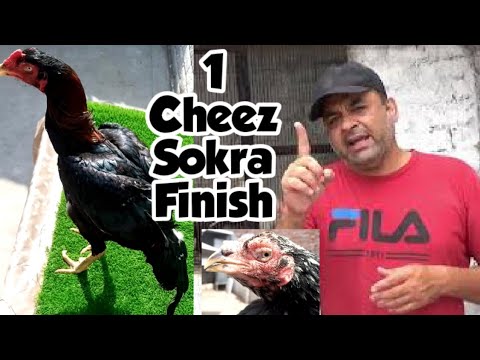 Chickens weakness Sokra Deworming is best way to cure Asils birds Care