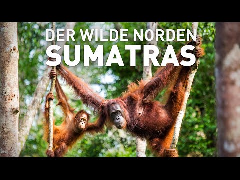 Der wilde Norden Sumatras Dschungeltour zu den Orang Utans | Reisen