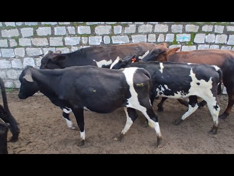 FEIRA DAS BEZERRAS LEITERAS EM CAPOEIRAS PERNAMBUCO 30 de abril de 2026