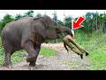You Must See To Believe! Rare Animal Moments Caught on Camera