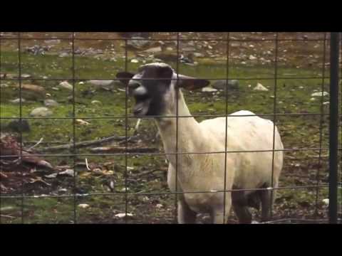 Hysterical Goat