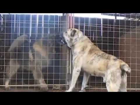 ALabai vs Caucasian Ovcharka Avengers of the dogs