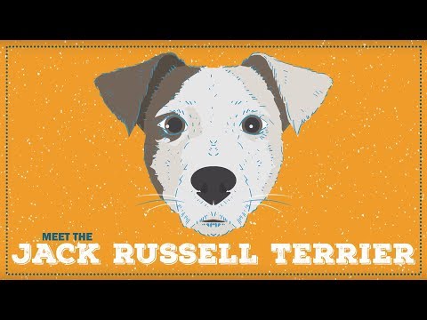 Jack Russell Terrier | CKC Breed Facts & Profile