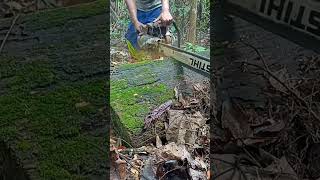 Download lagu ULIN BERLUMUT SEPERTI EMAS mp3