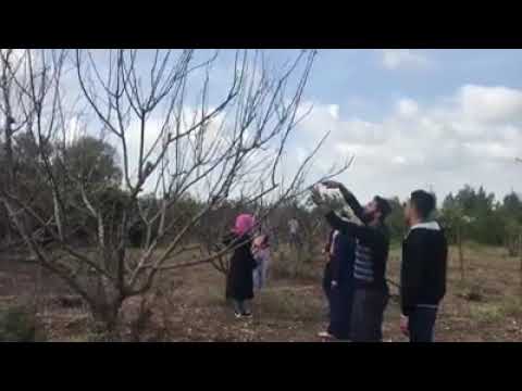 انتاج اشجار ثمار الفاكهة مع الاستاذ فيصل شريم