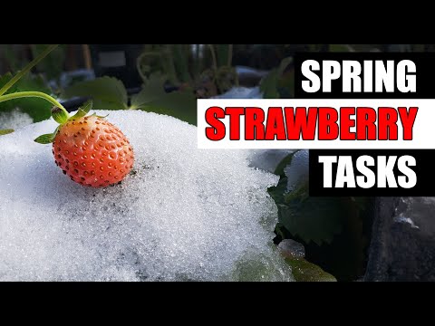 How To Grow Strawberries From Runners Tips and Tricks 2019