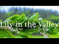 *Lily in the Valley / Changing Perceptions / Simple Bible Teaching