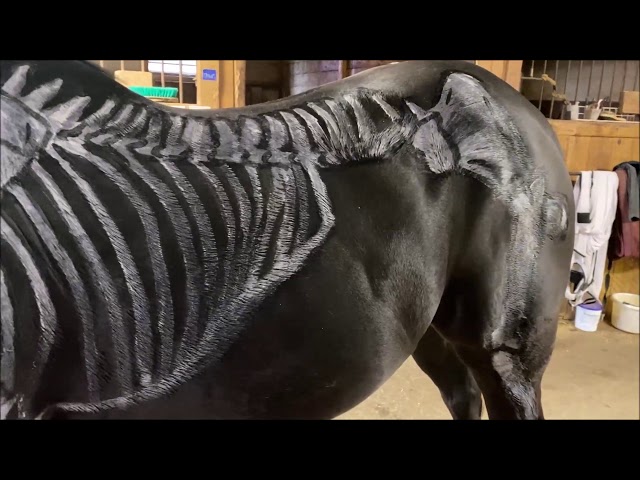 Horse Anatomy Horse Anatomy