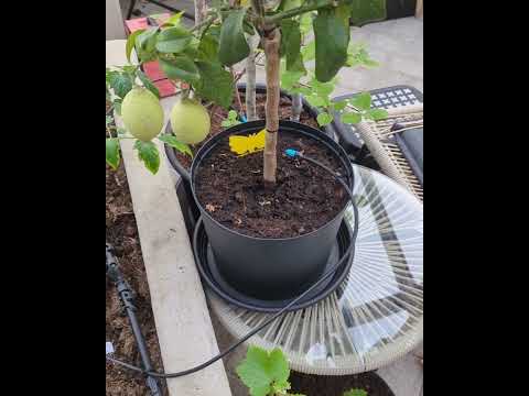 Automatisk bevattning i växthus med Gardena Micro Drip system