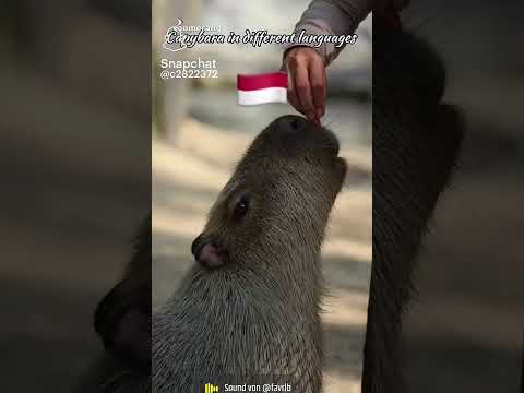 Cakybara In different Languetes #viral #funny #snapchat #cabybara