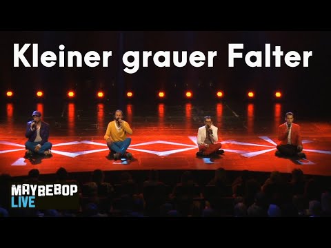Kleiner grauer Falter - MAYBEBOP