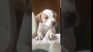 English Pointer Puppies Videos
