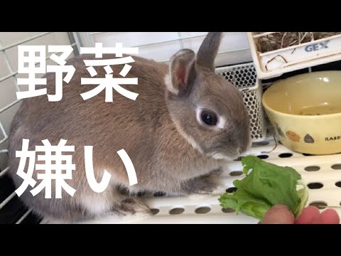 ウサギはレタスを食べられますか?