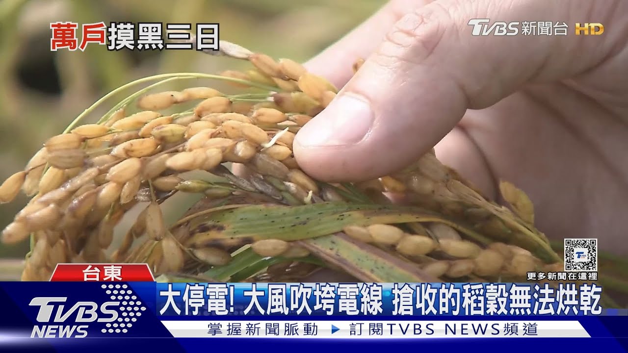 伯朗大道「二期稻全趴」 1/5搶收卻慘遇停電