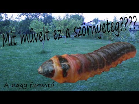 parazita kezelés felnőttek kezelési rendjében kakaó szájszag