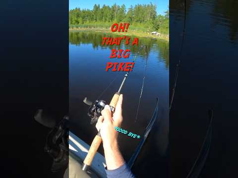 Little spinner big pike 🎣🔥