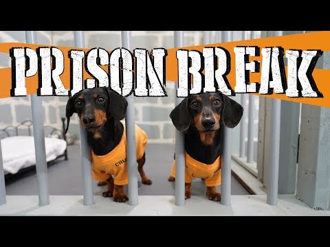 Ep 8: WIENER DOG PRISON BREAK - Funny Dogs Escaping Jail!