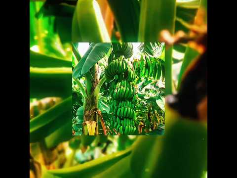 Banana Horticulturist Edit⚡🌱Pure Farm Satisfaction: Banana Plantation Edit 🔥🚜#Shorts #farming