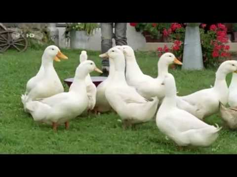 HD Die Rosenheim Cops |  Staffel 11 fol. 30   Mord in feiner Gesellschaft