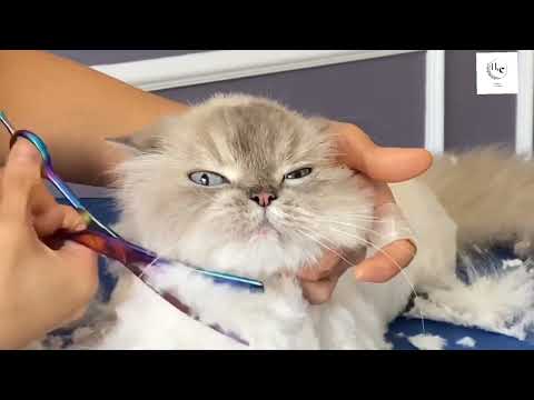 How to groom your Angry Persian Cat |👉 to a Friendly cutie pie ✨ | #cats  #asmr