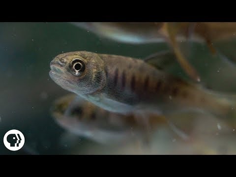 これらの木には何かとても怪しいものがある...| 深く見る (There's Something Very Fishy About These Trees ... | Deep Look)